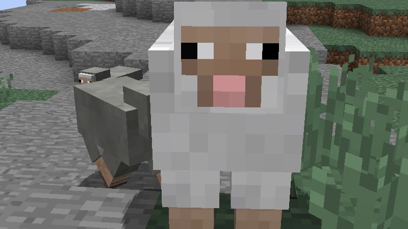 Owce